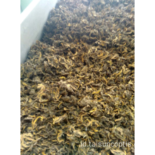 coptis chinensis coptis rimpang